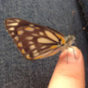 Meet your Posher, Sweetly